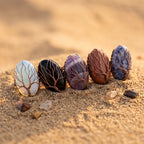 Acacia Seed